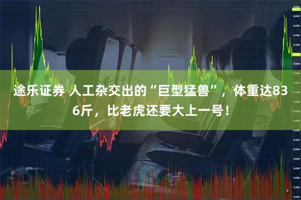 途乐证券 人工杂交出的“巨型猛兽”，体重达836斤，比老虎还要大上一号！