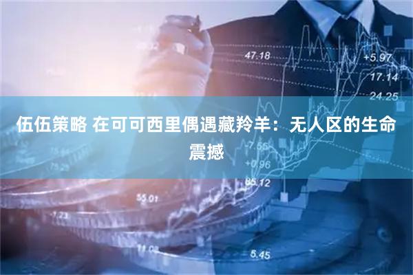 伍伍策略 在可可西里偶遇藏羚羊：无人区的生命震撼